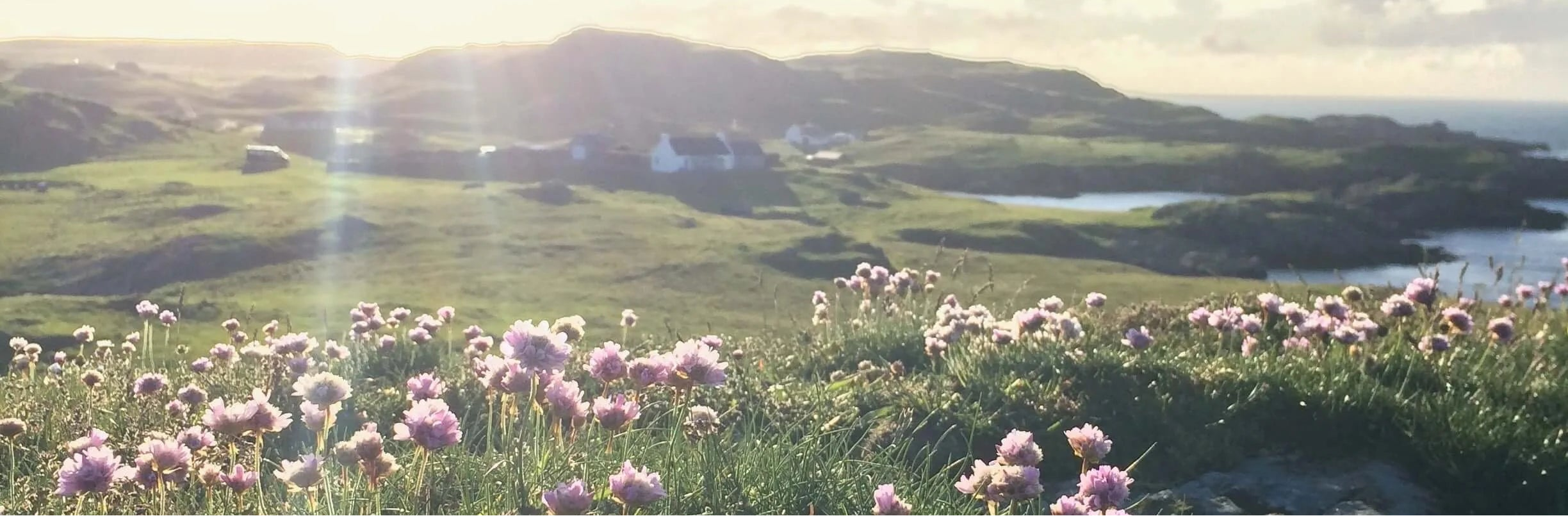 A landscape view of Shetland, with purple flowers in the foreground on a grassy hill, and a few old, white houses in the backbground. To the right are small islands within the Shetland sea, and more green hills in the distant background.