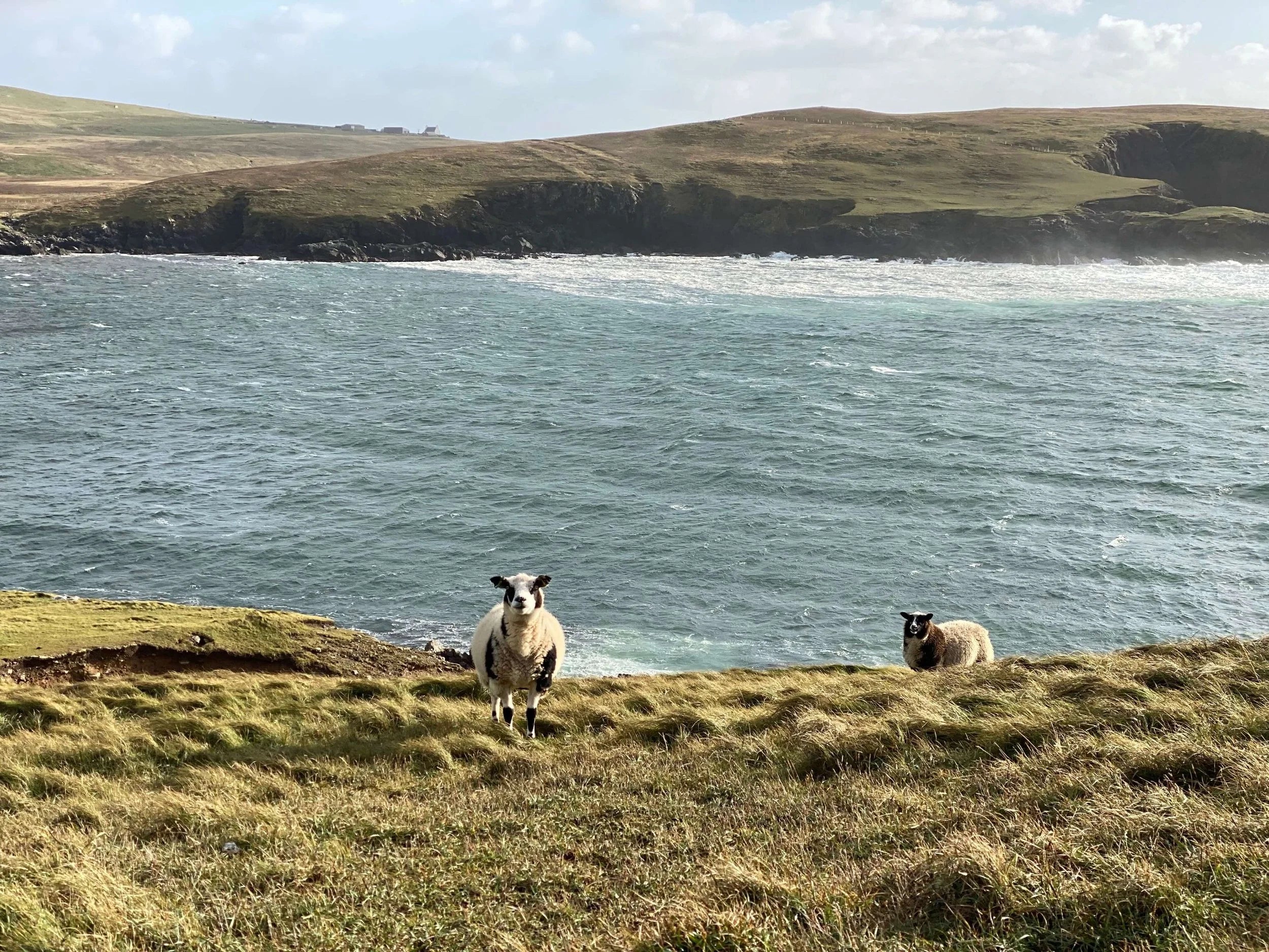 Two Shetland sheep standing on a grassy hill looking at the camera with the sea behind them.