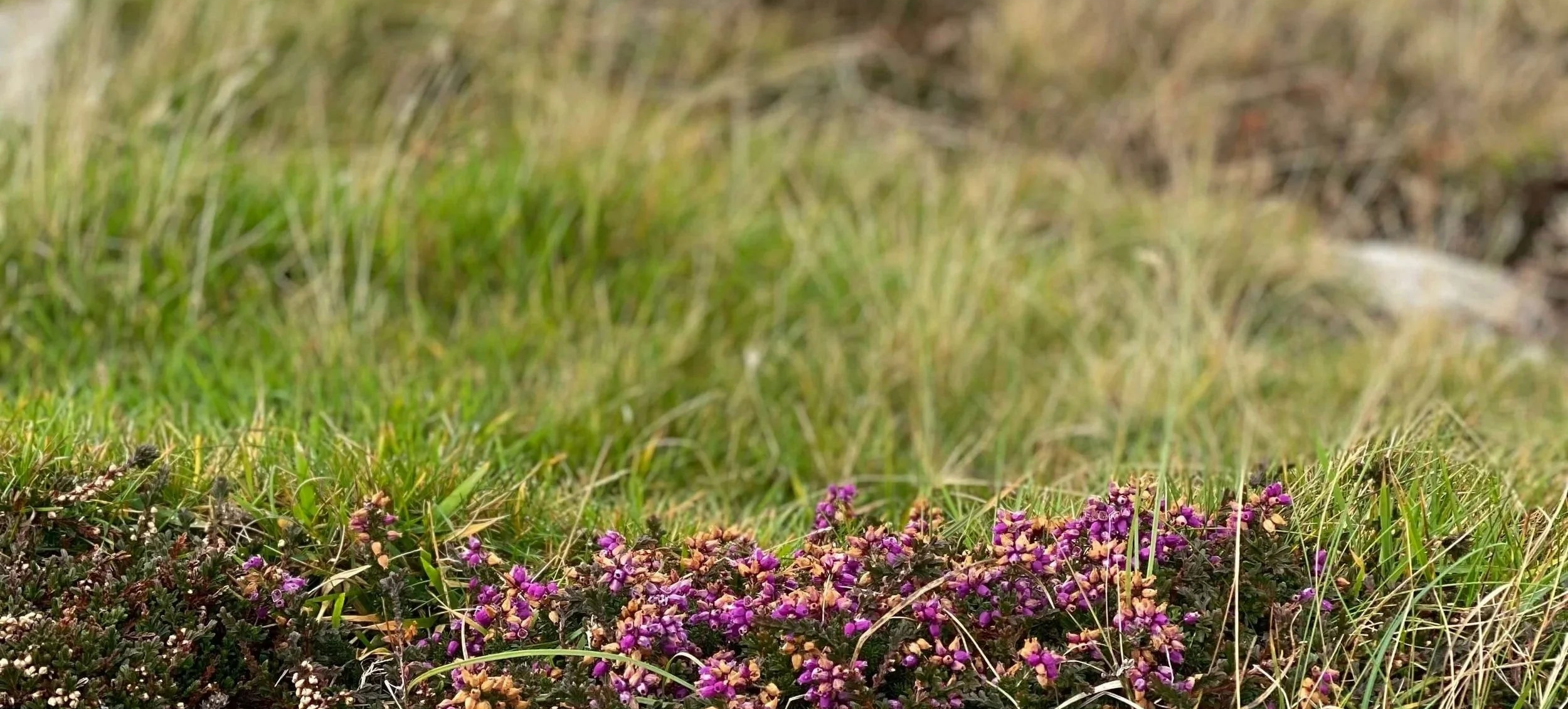 Purple heather flowers growing in a grassy field
